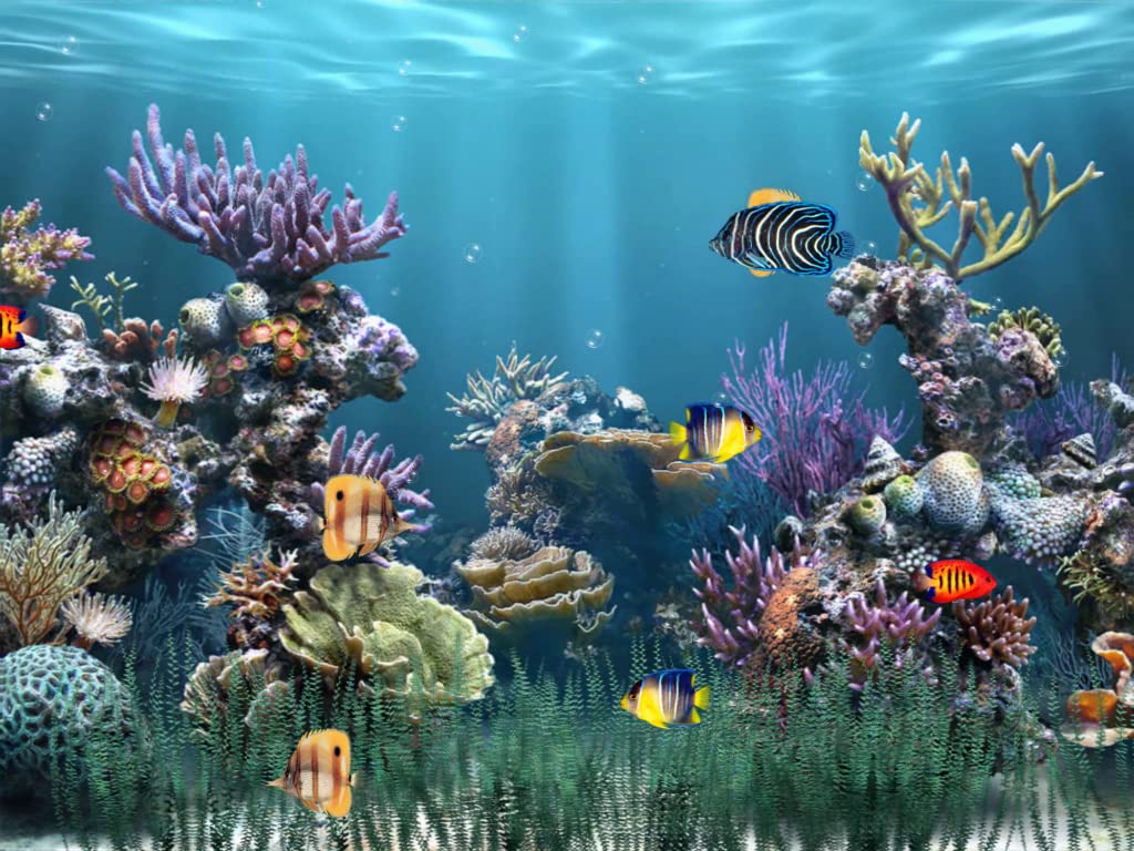 Amazon.com: Aquarium 1 [Download] : Software